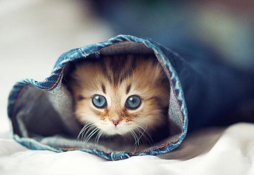 大懒猫娱乐八卦爆料吃瓜,娱乐圈最新八卦大揭秘！  第3张